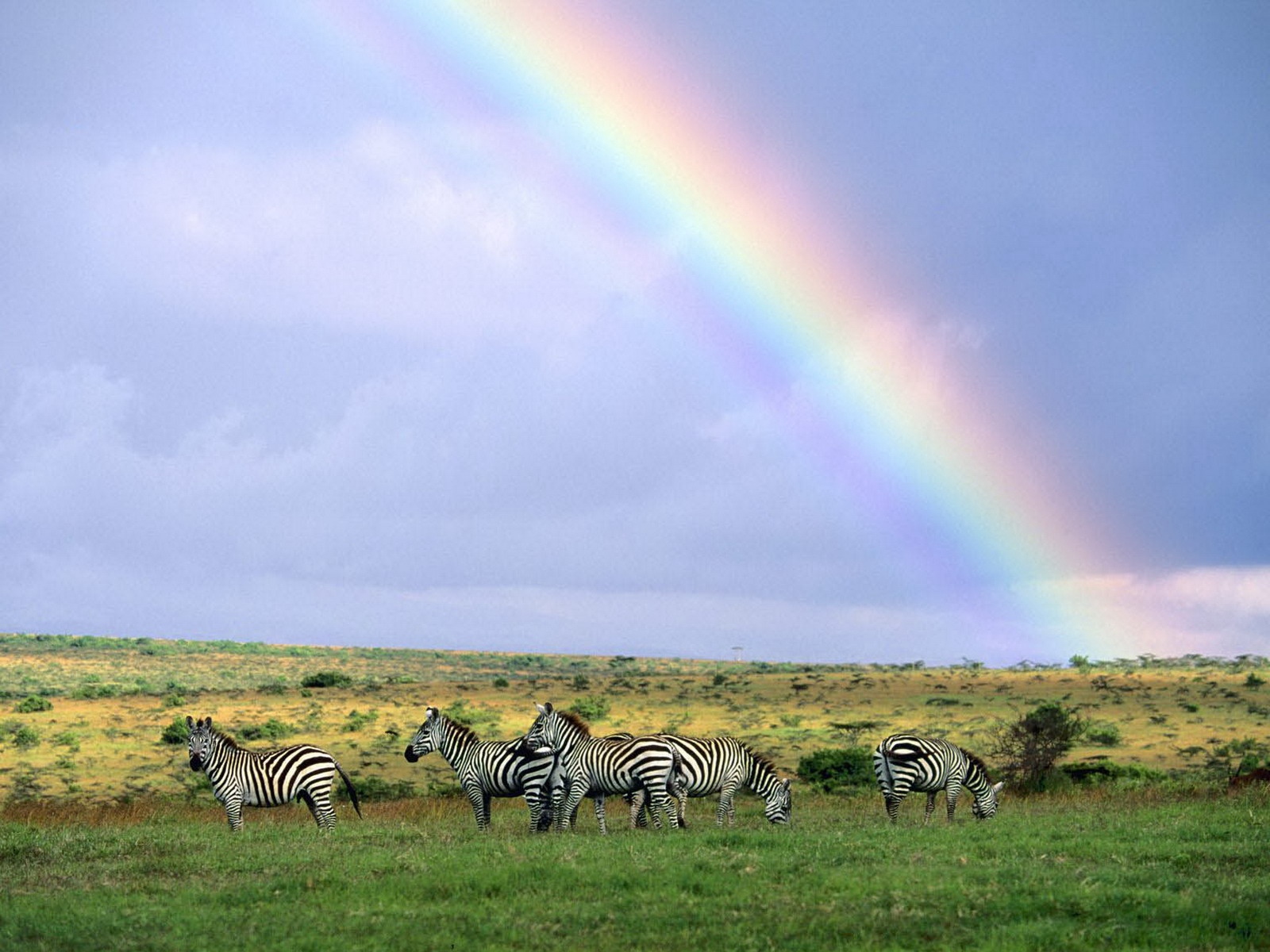 Wallpaper Zebras, Wild Nature, Rainbow, After Rain - Covenant Meaning - HD Wallpaper 