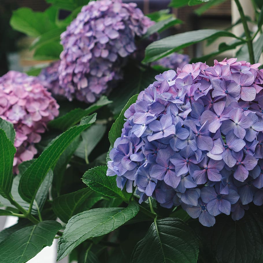 Summer, Pink, Purple, Nature, Flower, Spring, Hydrangea, - HD Wallpaper 