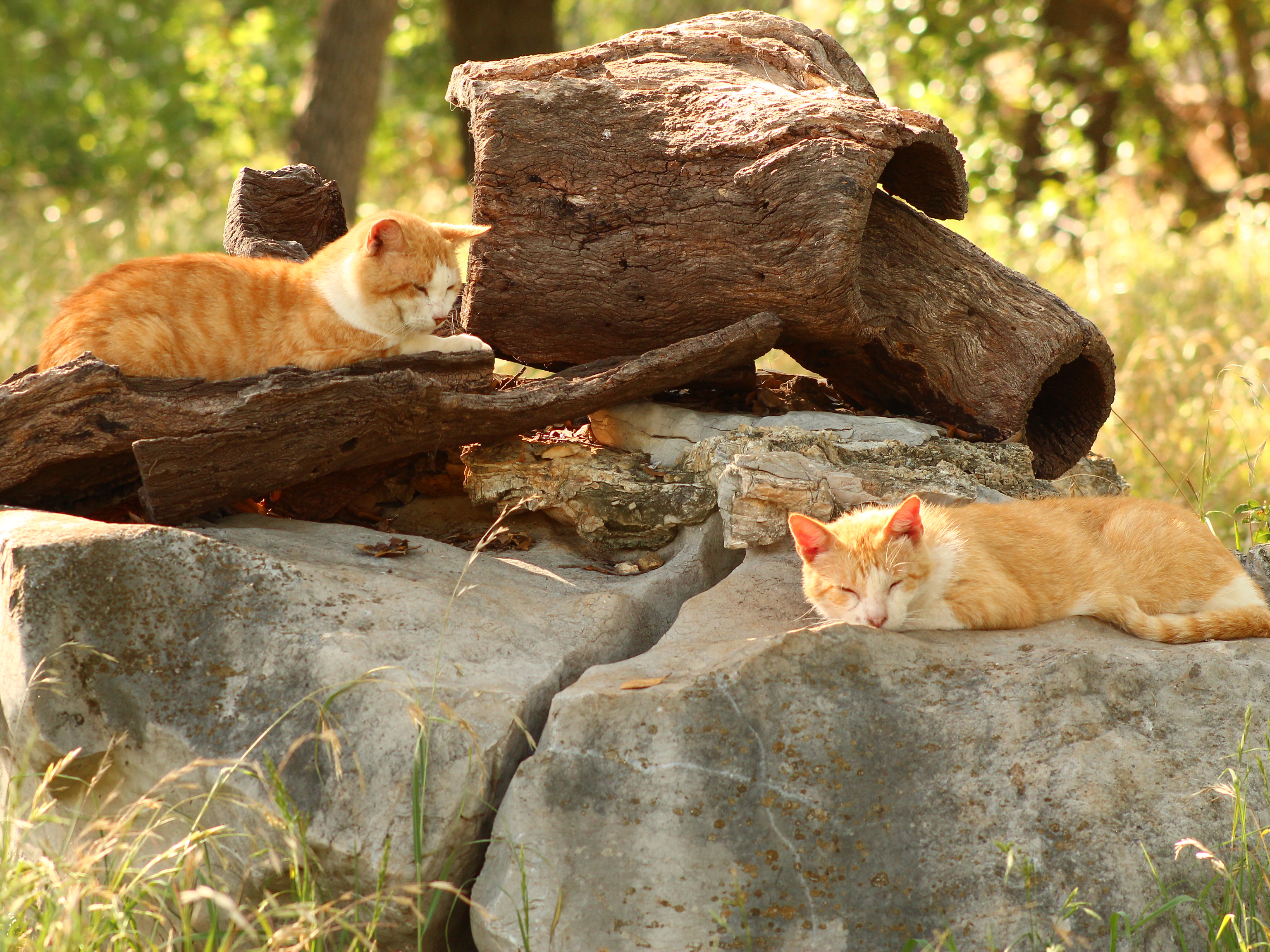 Domestic Short-haired Cat - HD Wallpaper 