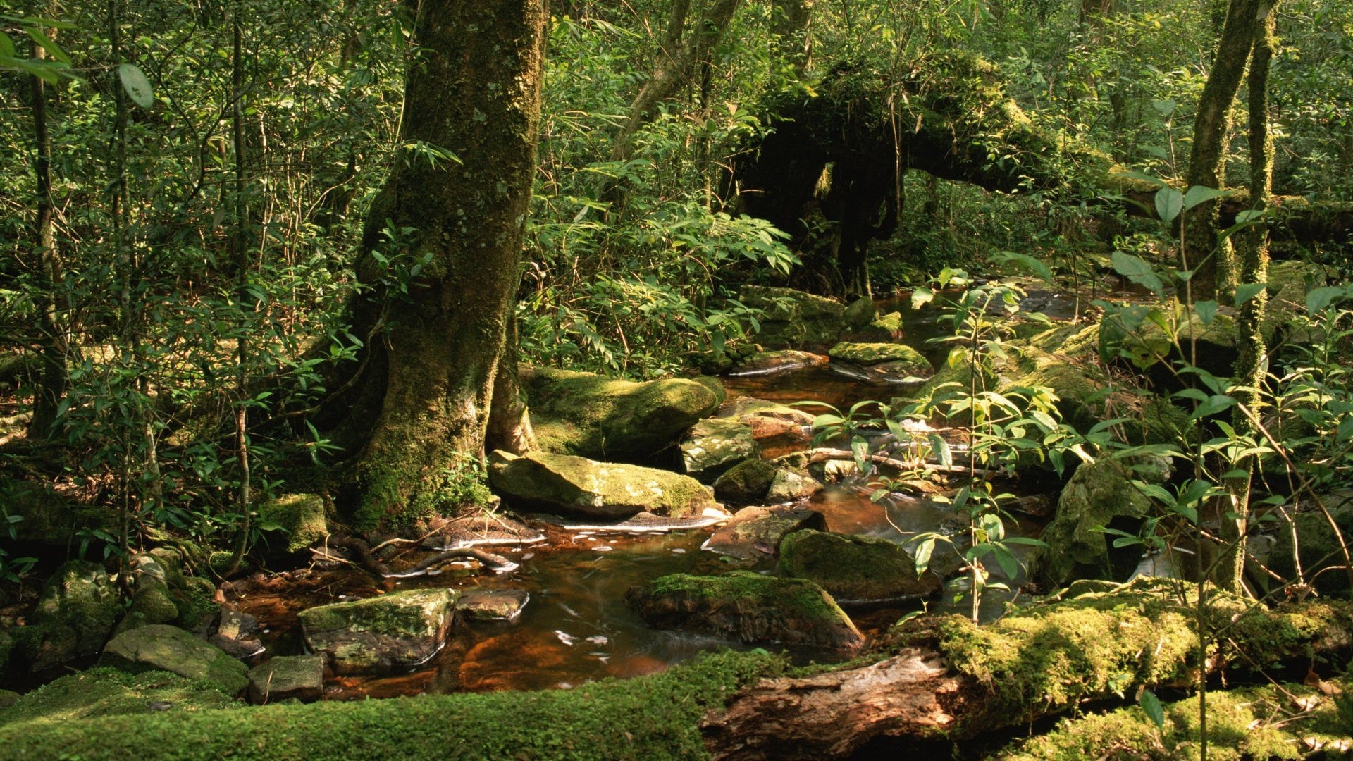 Wildlife Wallpapers For Desktop - HD Wallpaper 