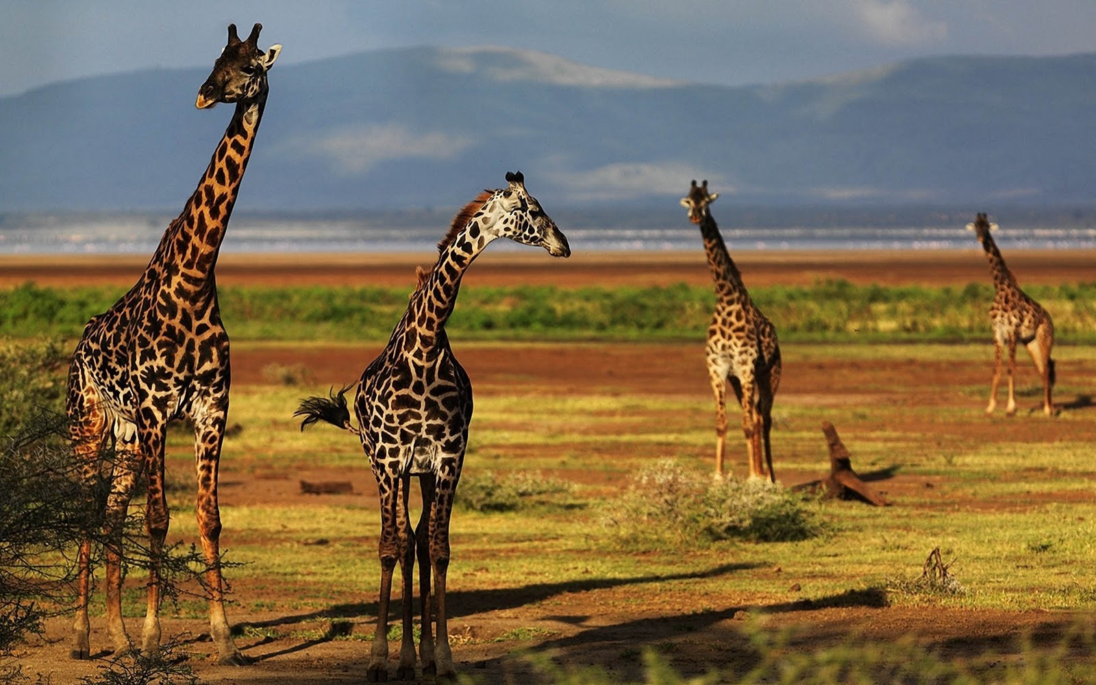 Giraffe Wallpaper High Resolution - HD Wallpaper 