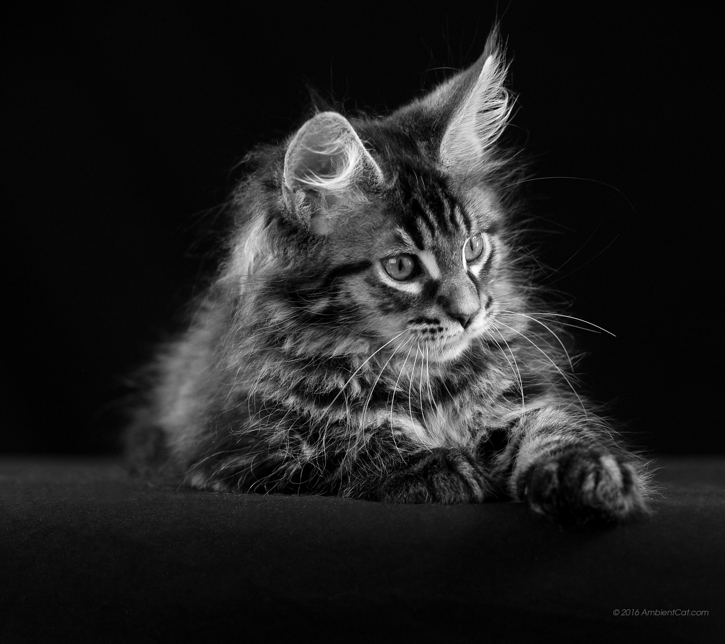 Wallpaper Voor Desktop 猫 黒 壁紙 1440x1280 Wallpaper Teahub Io