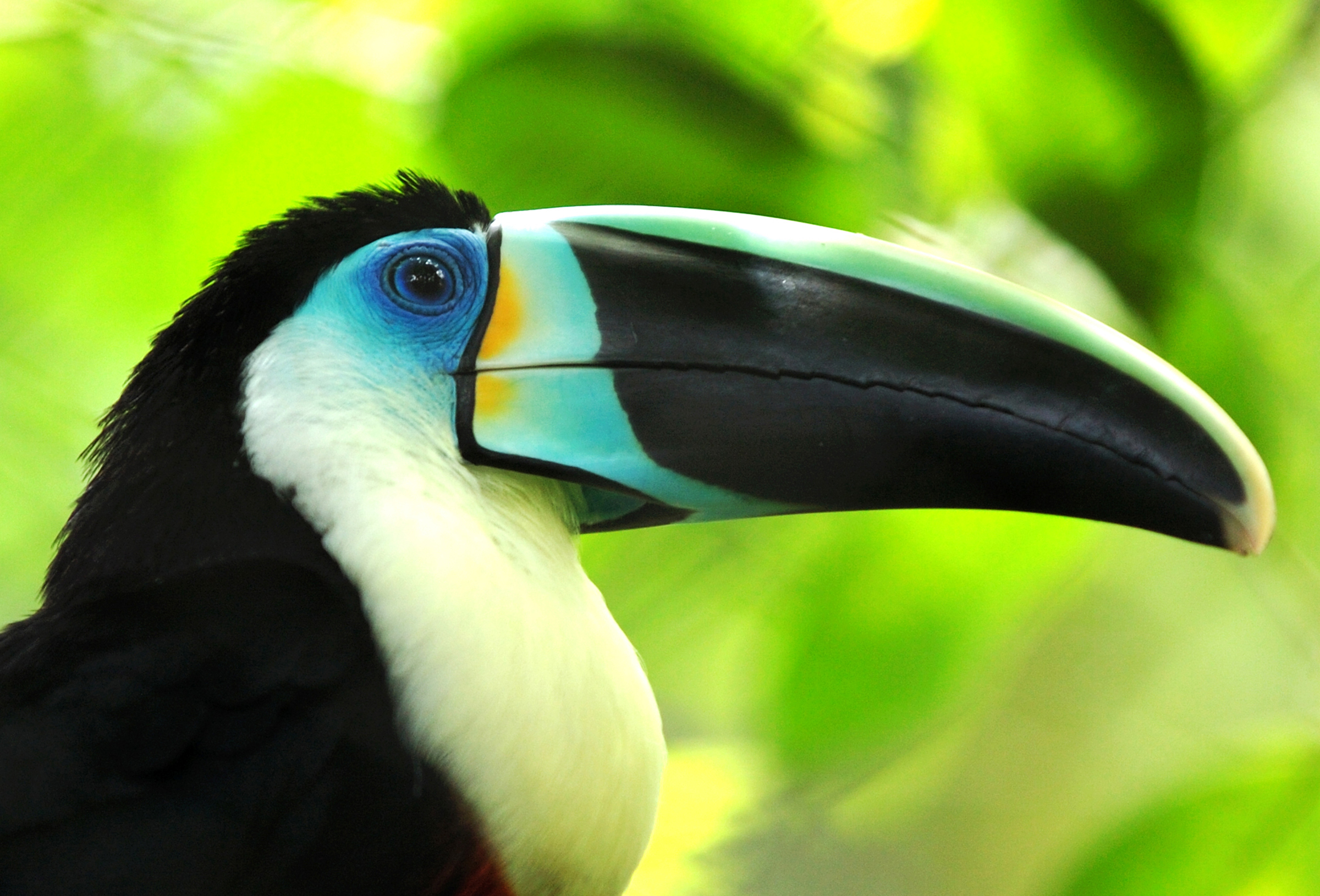 Beautiful Toucan - HD Wallpaper 
