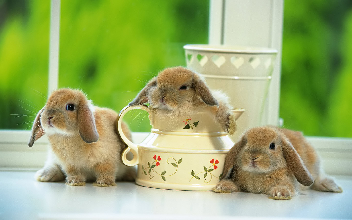 Wallpapers Konijnen Achtergronden Dieren Hd Konijnen - Fondo De Pantalla Pc Conejos - HD Wallpaper 