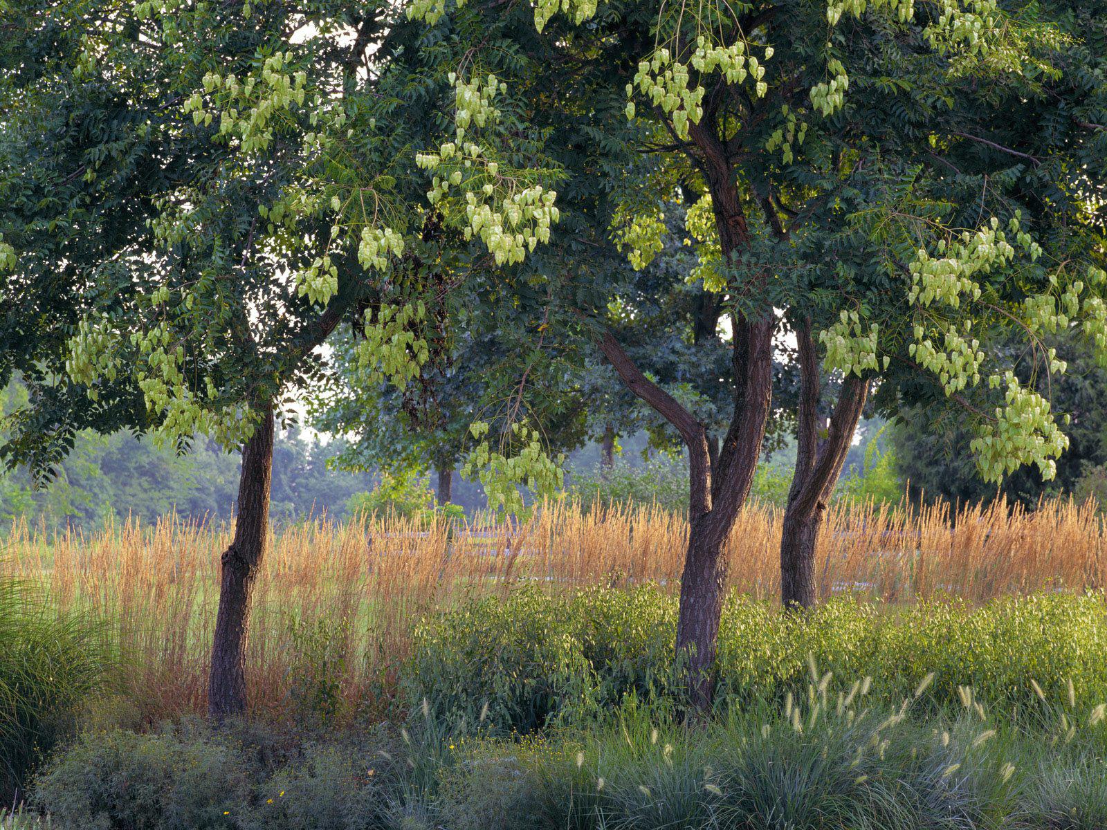 Trees In Rain - HD Wallpaper 