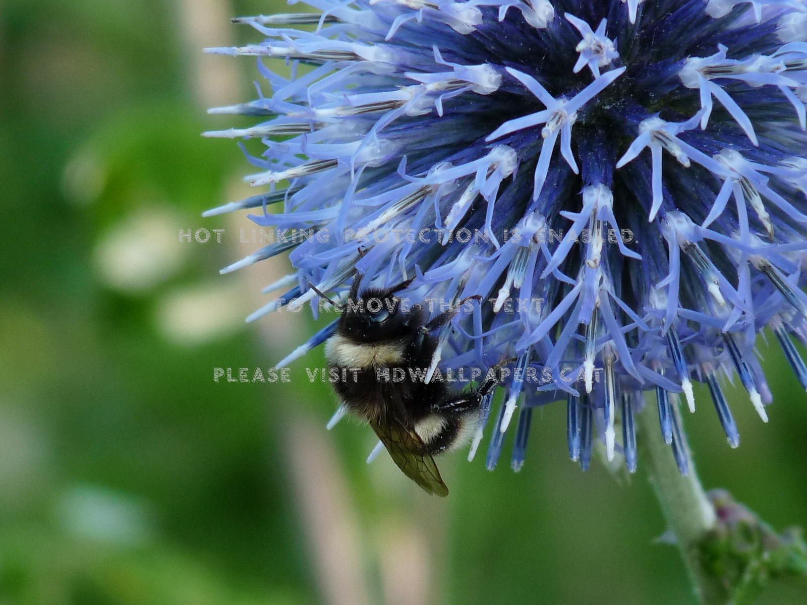 Summer 2009 Zomer Natuur Nature Bloemen - Globe Thistle - HD Wallpaper 