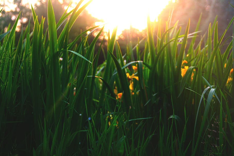 Sweet Grass - HD Wallpaper 