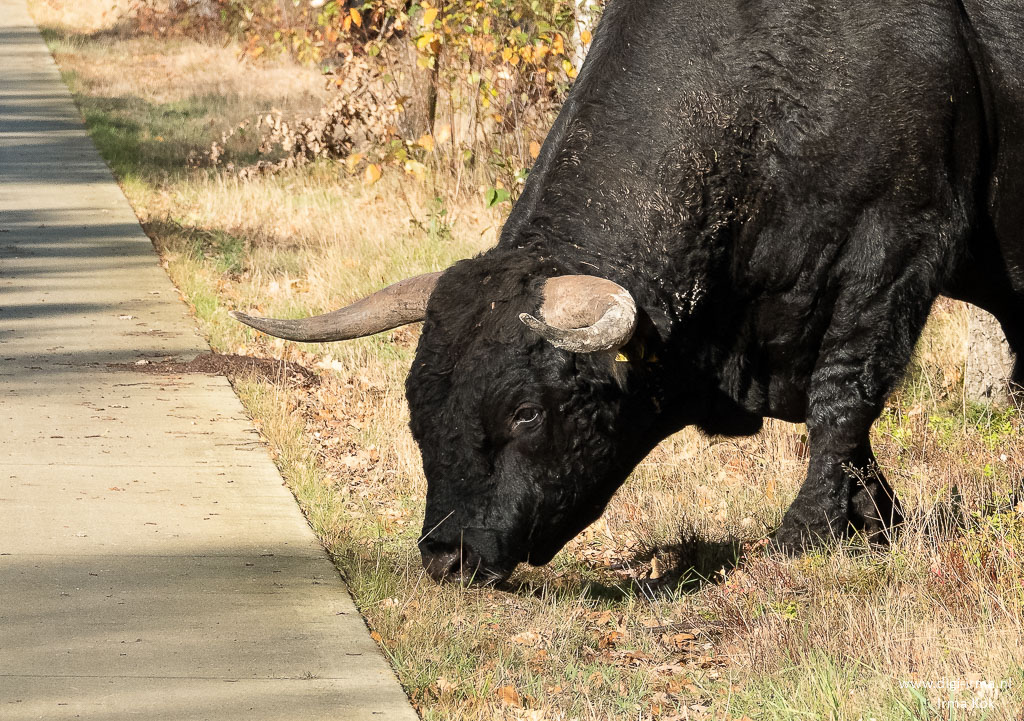 Wallpaper Sayaguesarund, Runderen - Bull - HD Wallpaper 