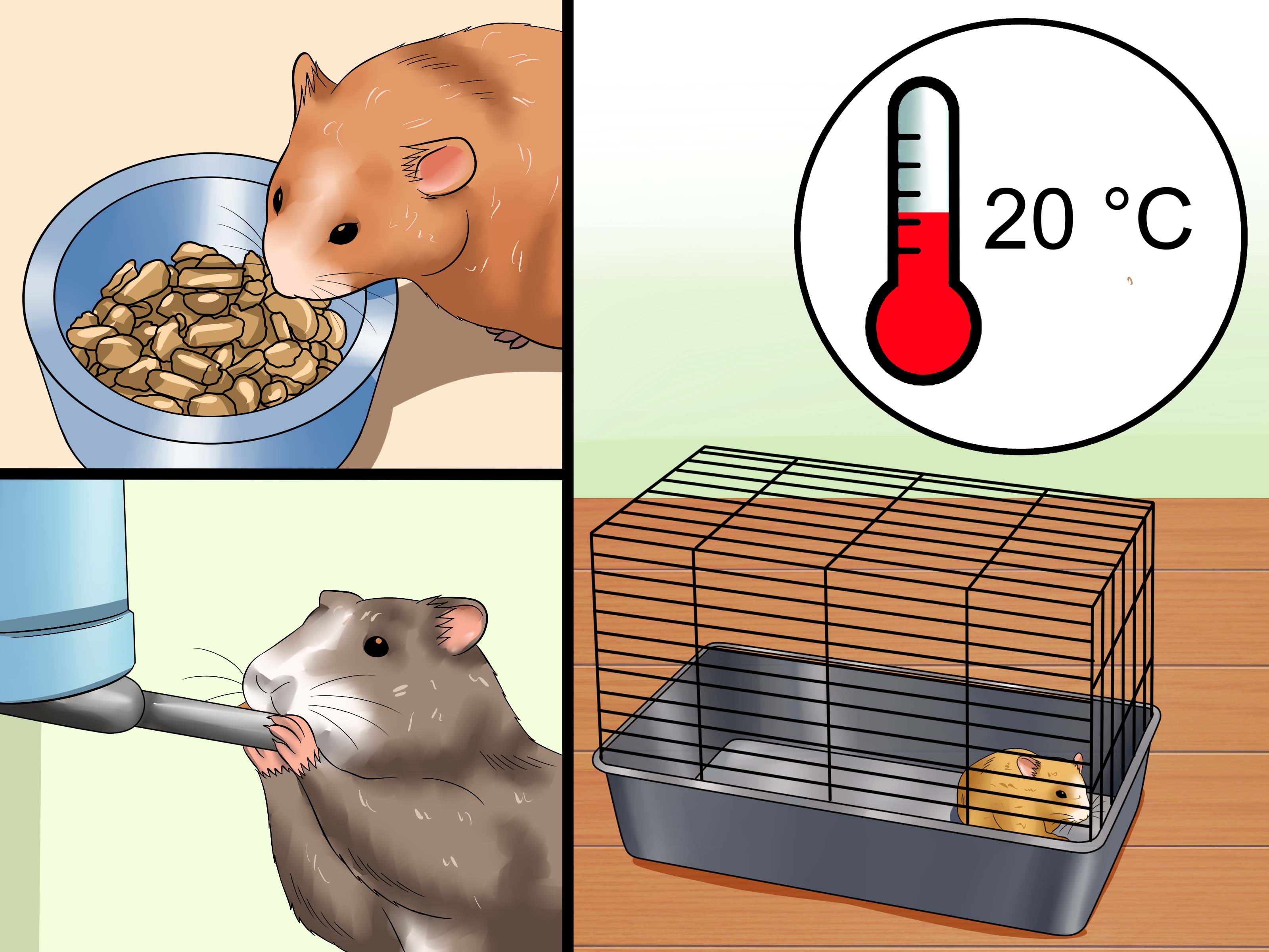 Image Titled Cure Your Not Moving Hamster Step - Впадают Ли В Спячку Хомяки - HD Wallpaper 