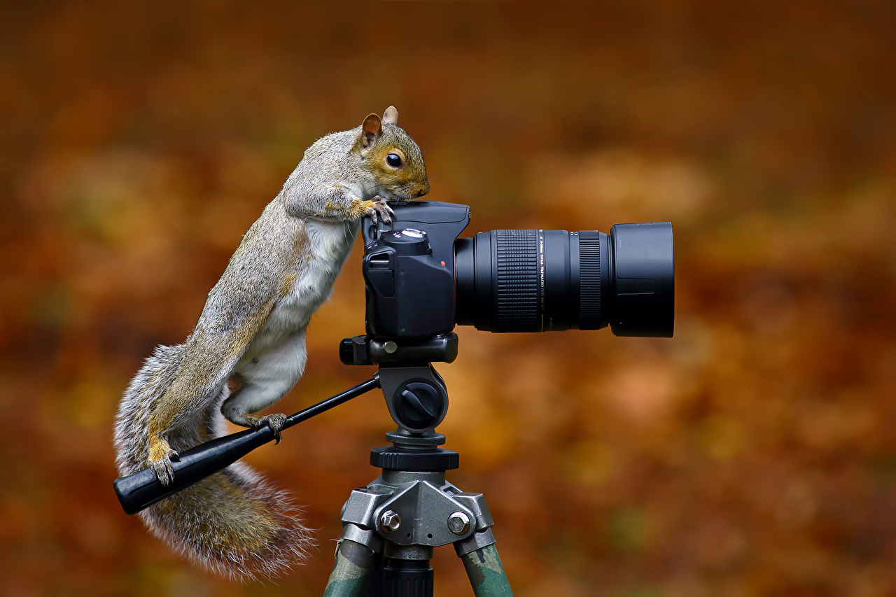 Animals With Camera - HD Wallpaper 