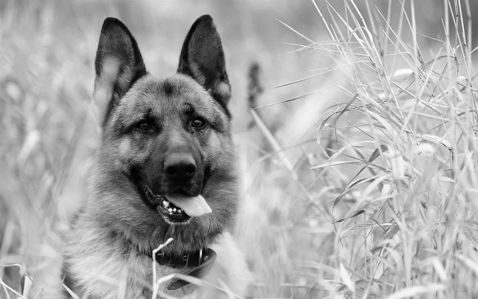 Animal Wallpaper Dog Black And White - Beautiful Black And White Animal - HD Wallpaper 