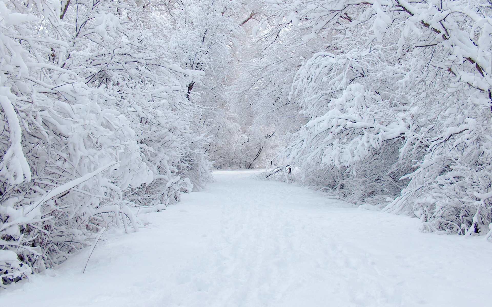Winter Forest Road Desktop Wallpaper 
 Data-src - Winter Wonderland Background - HD Wallpaper 