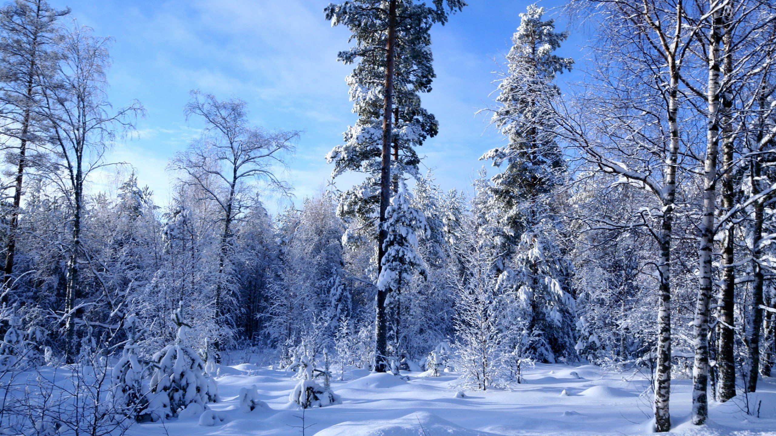 Winter Forest, Aljanh - Winter Forest - HD Wallpaper 