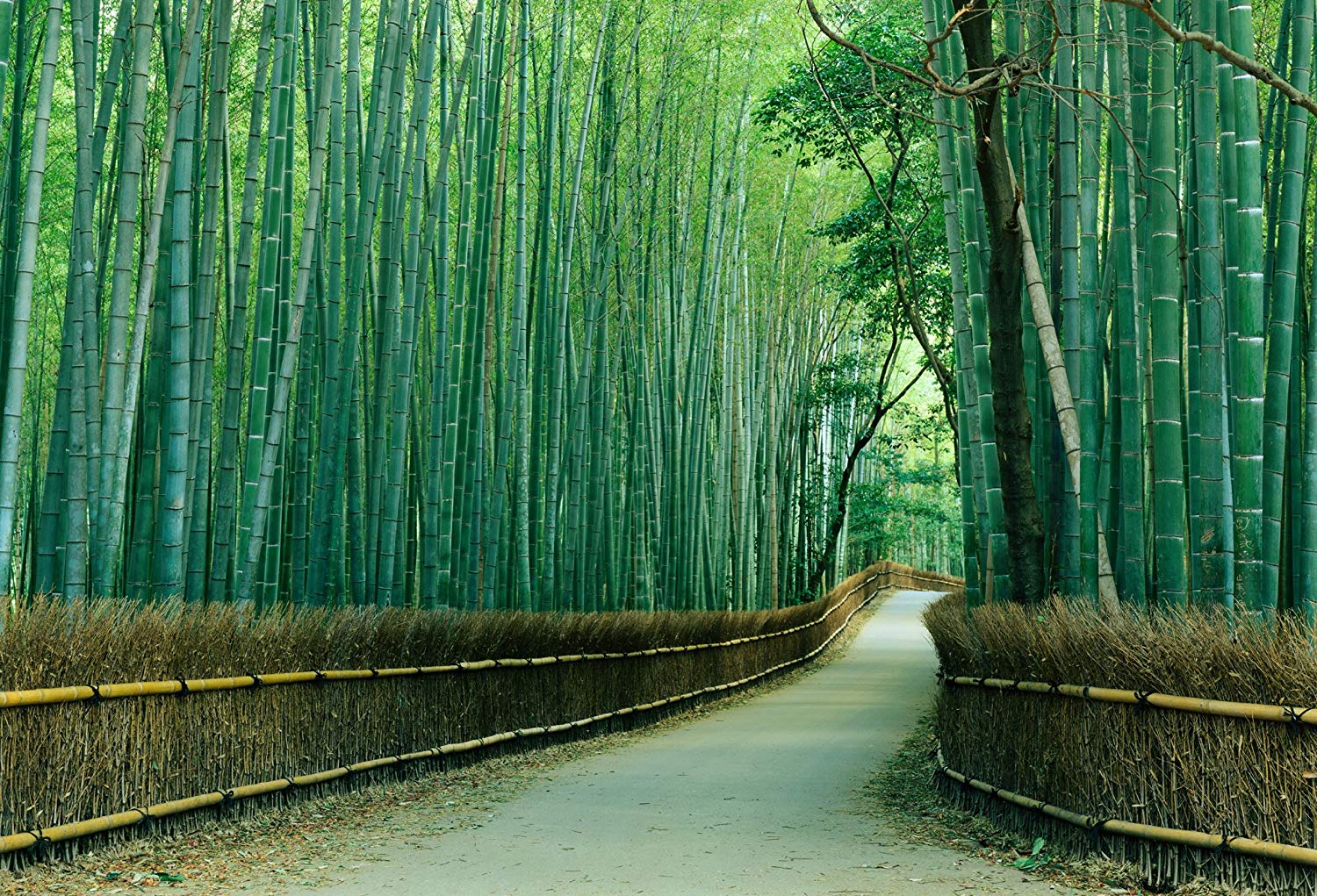 Japan Bamboo Forest Kyoto - HD Wallpaper 