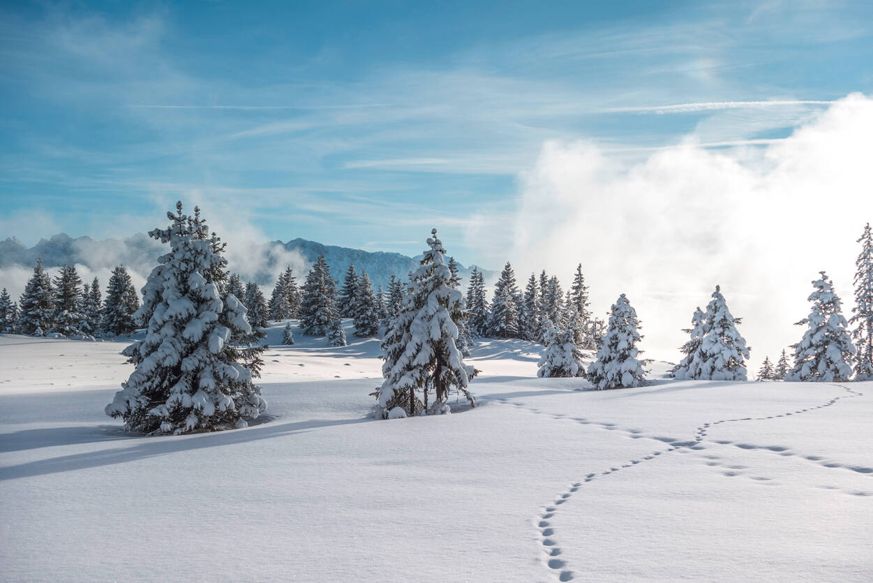 Livingwalls Photo Wallpaper Winter Forest 1 - Wallpaper - HD Wallpaper 