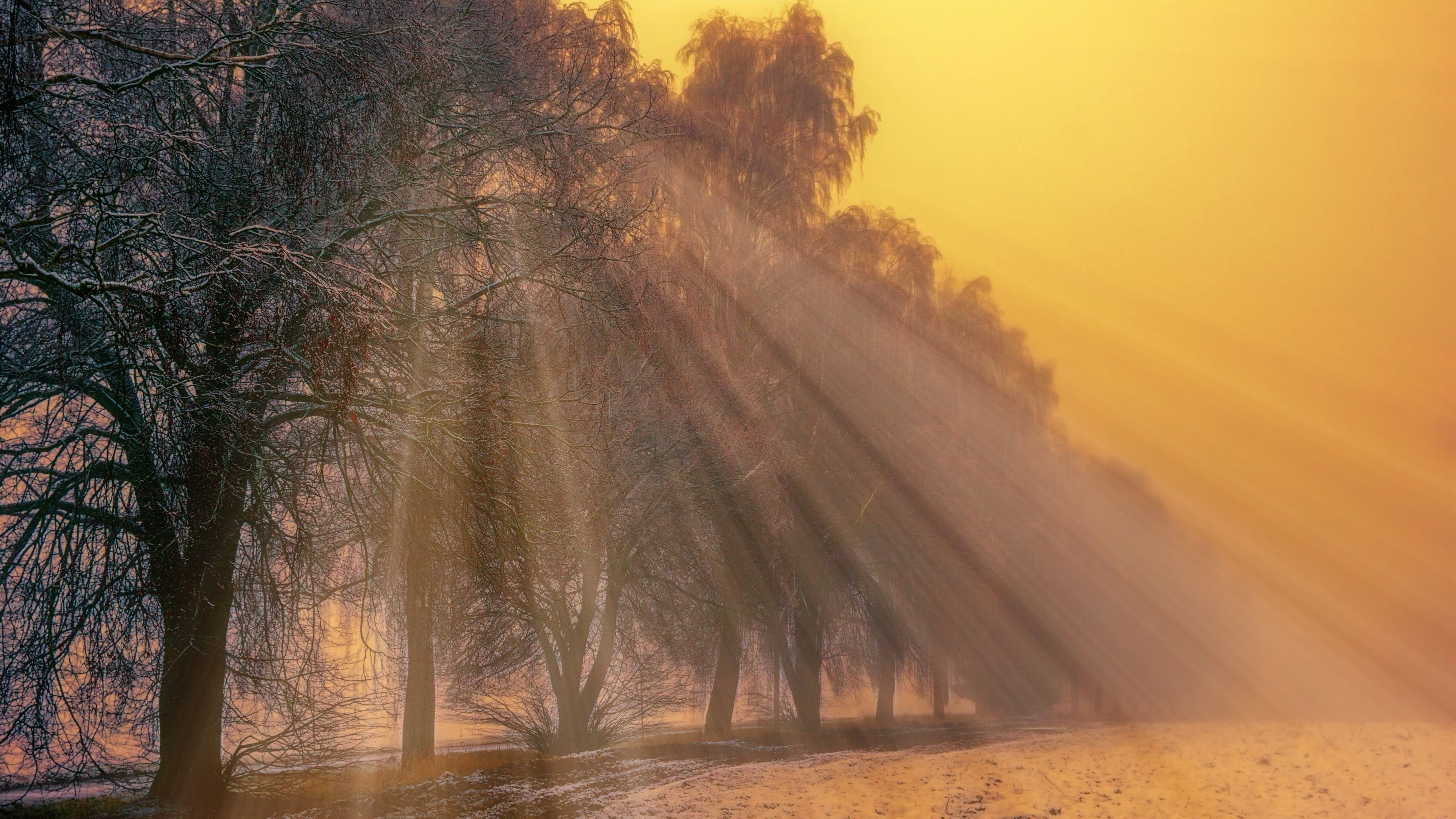 Foggy Trees Winter - Early Morning Sun Rays - HD Wallpaper 