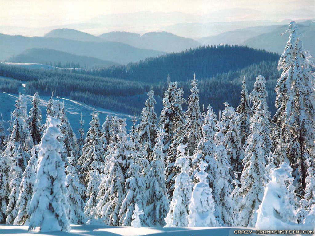 Winter Wonderland - HD Wallpaper 