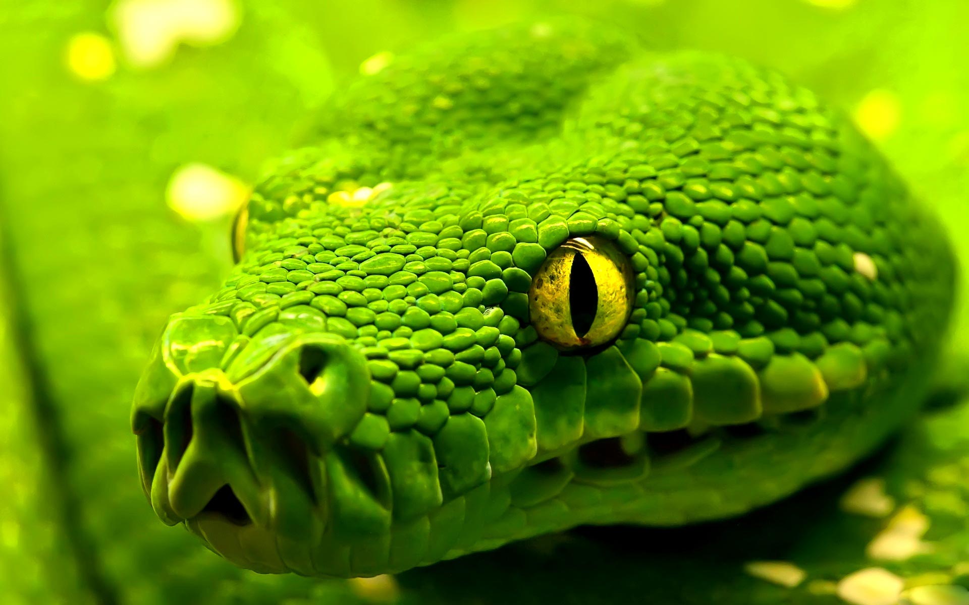 Beautiful Green Hd Snake Wallpapers - Snake Wallpaper Hd - HD Wallpaper 