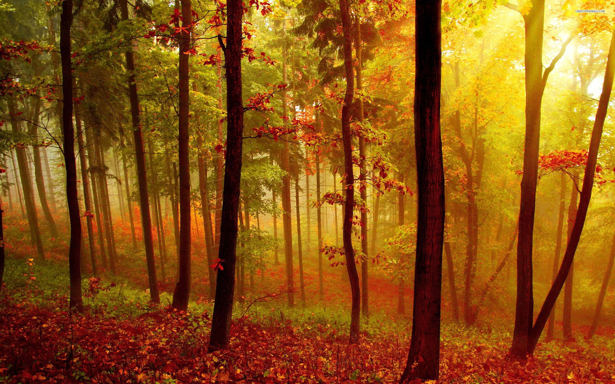 Wallpaper High Quality - HD Wallpaper 