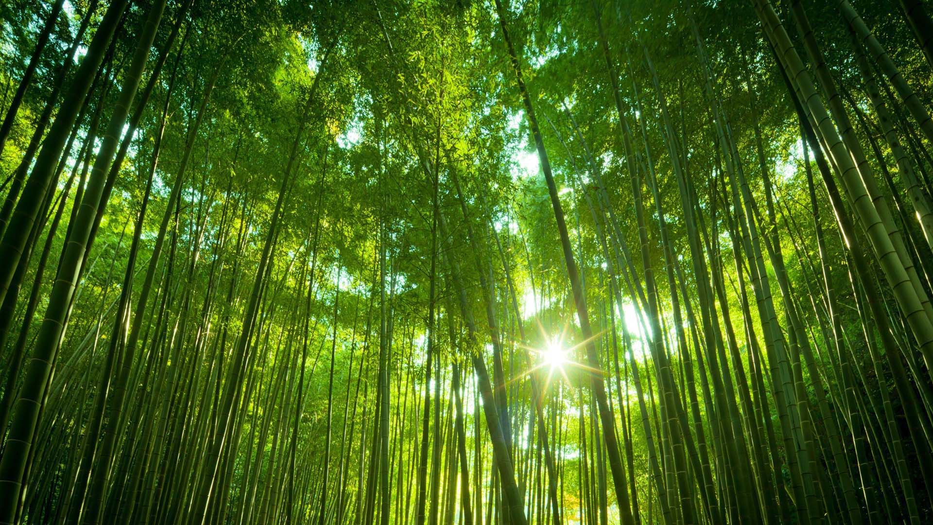 Japanese Bamboo Forest - HD Wallpaper 