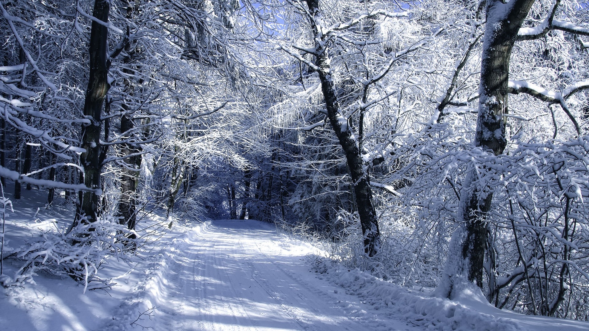 Wallpaper Road Snow Frost Forest Winter - Forest Winter - HD Wallpaper 