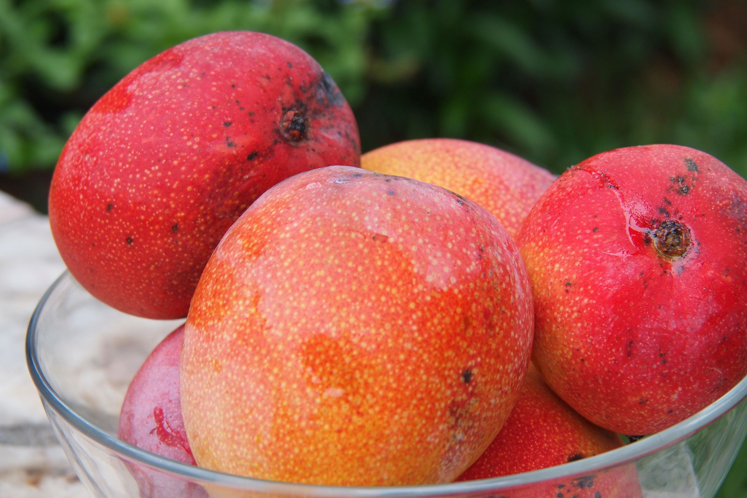 Mango Wallpapers Hd - Mangos In The Caribbean - HD Wallpaper 