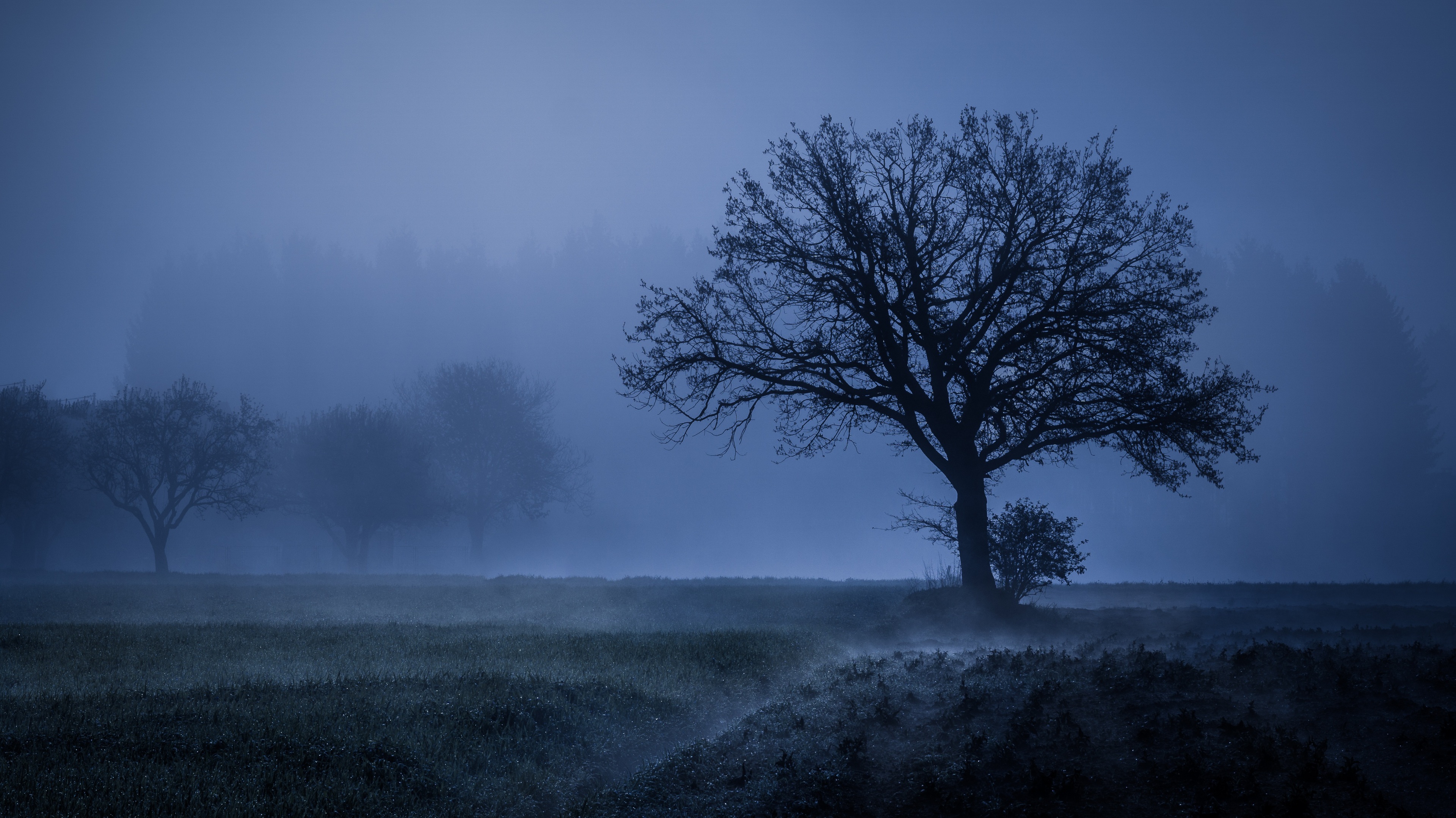 Field Fog Trees Blue Weather Cold 4k - 4k Weather - HD Wallpaper 