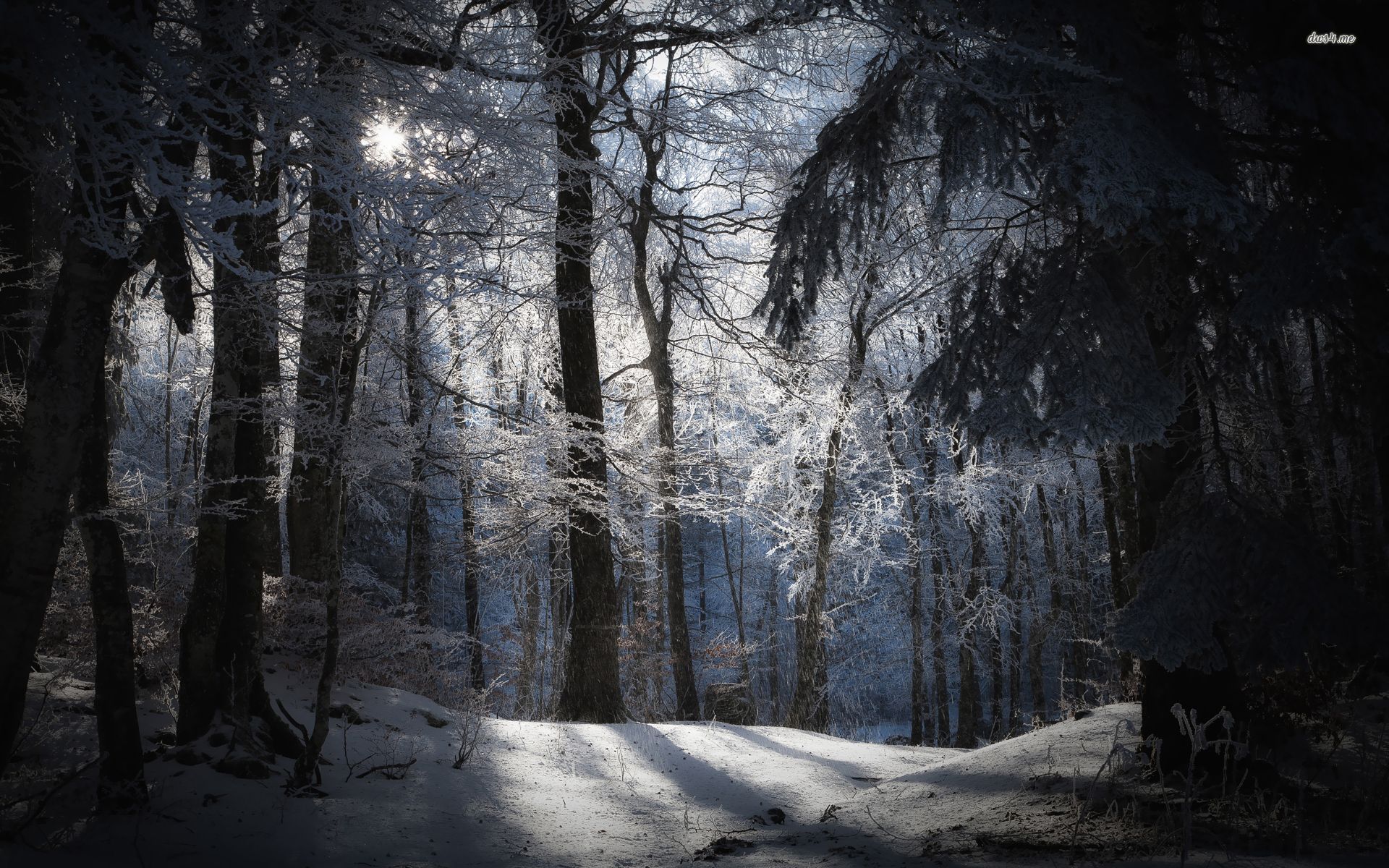Dark Snowy Forest Hd - HD Wallpaper 
