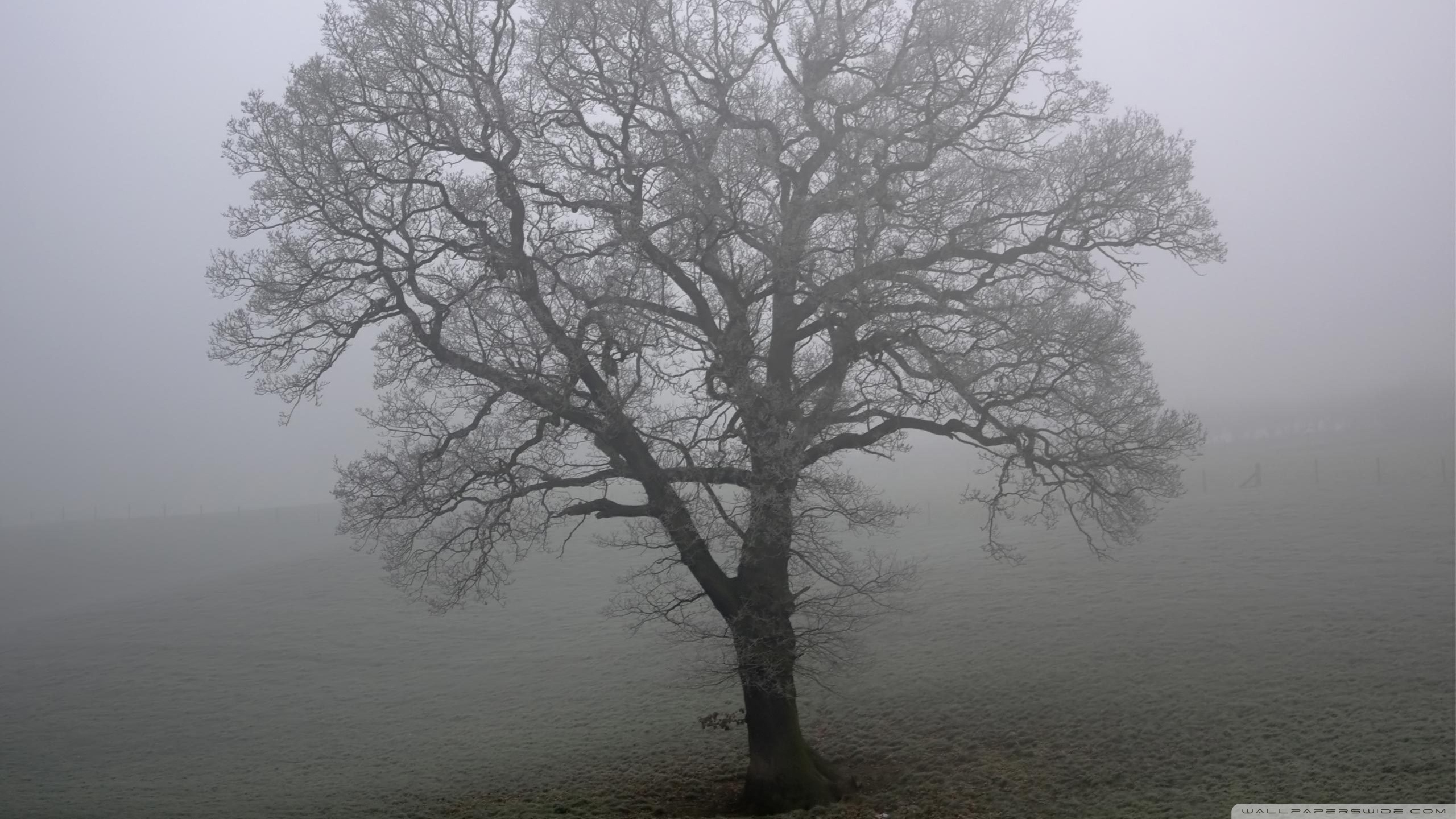 Tree In The Fog - HD Wallpaper 