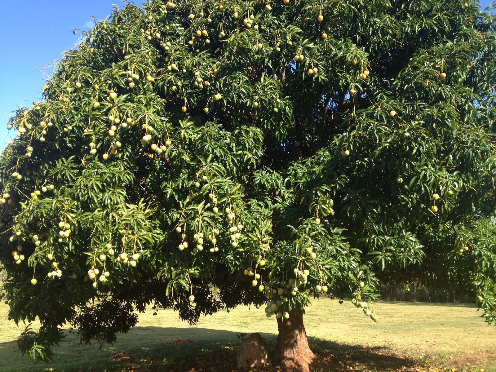 Mango Tree Mango Cool Image Pakistani Mango Beautiful - Mango Tree Images Hd - HD Wallpaper 