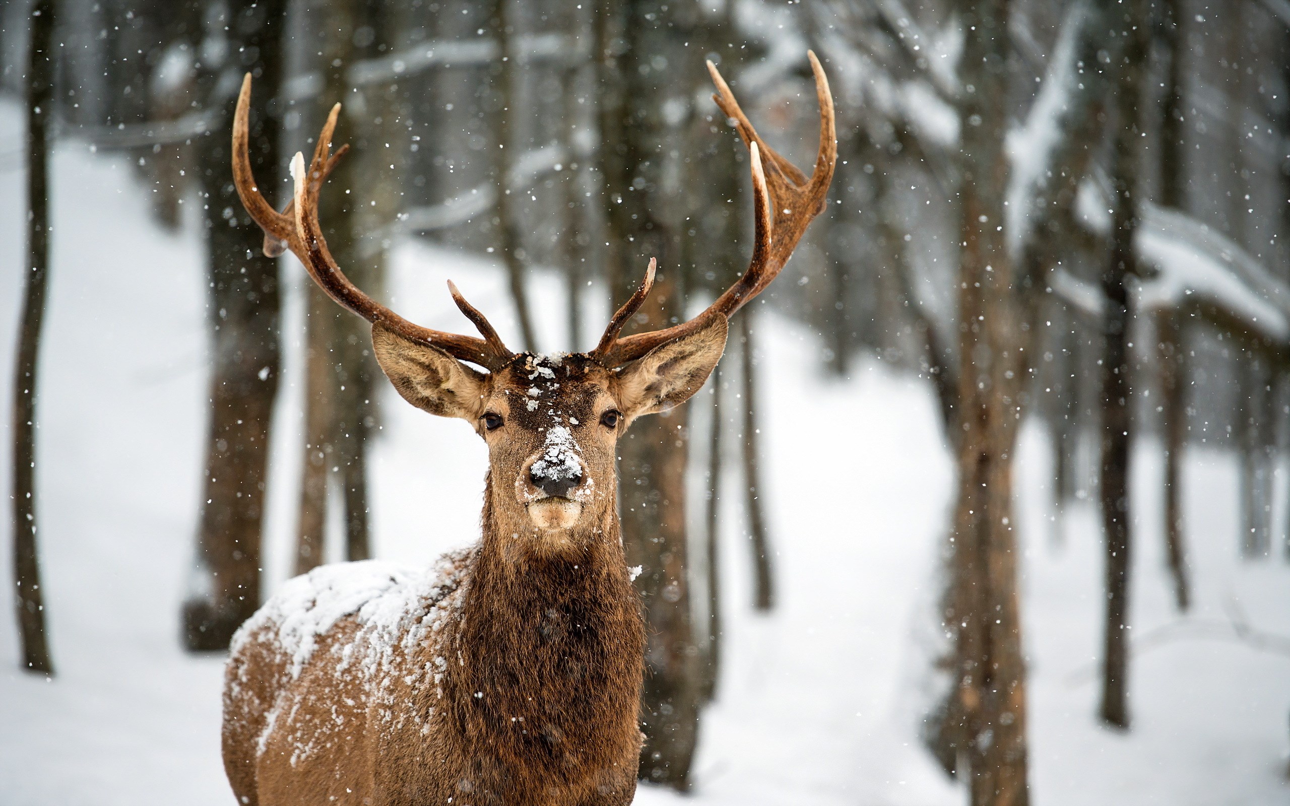 Winter Deer - HD Wallpaper 