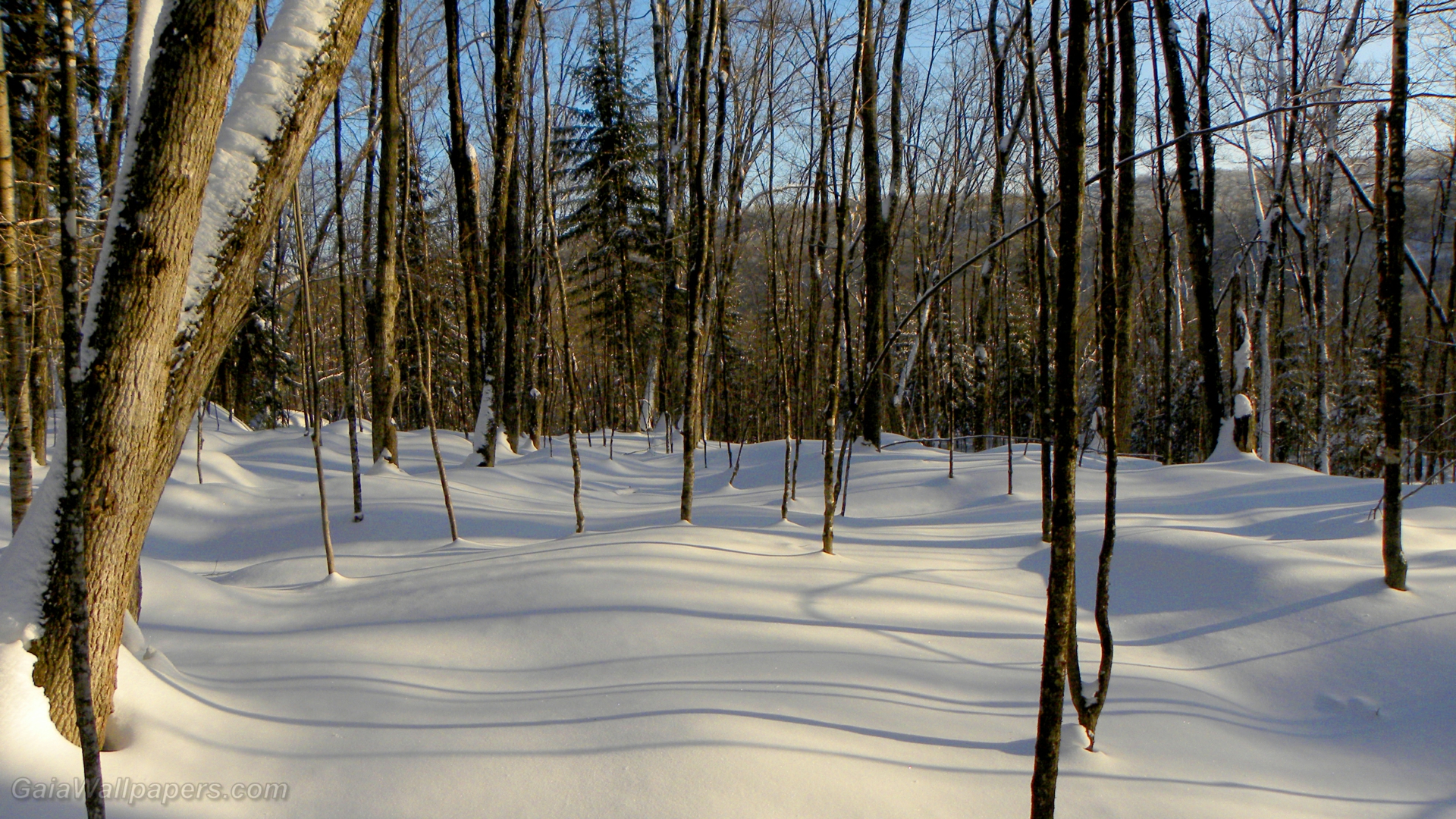 Soft Snow In The Winter Forest - Free Winter Snow Forest - HD Wallpaper 