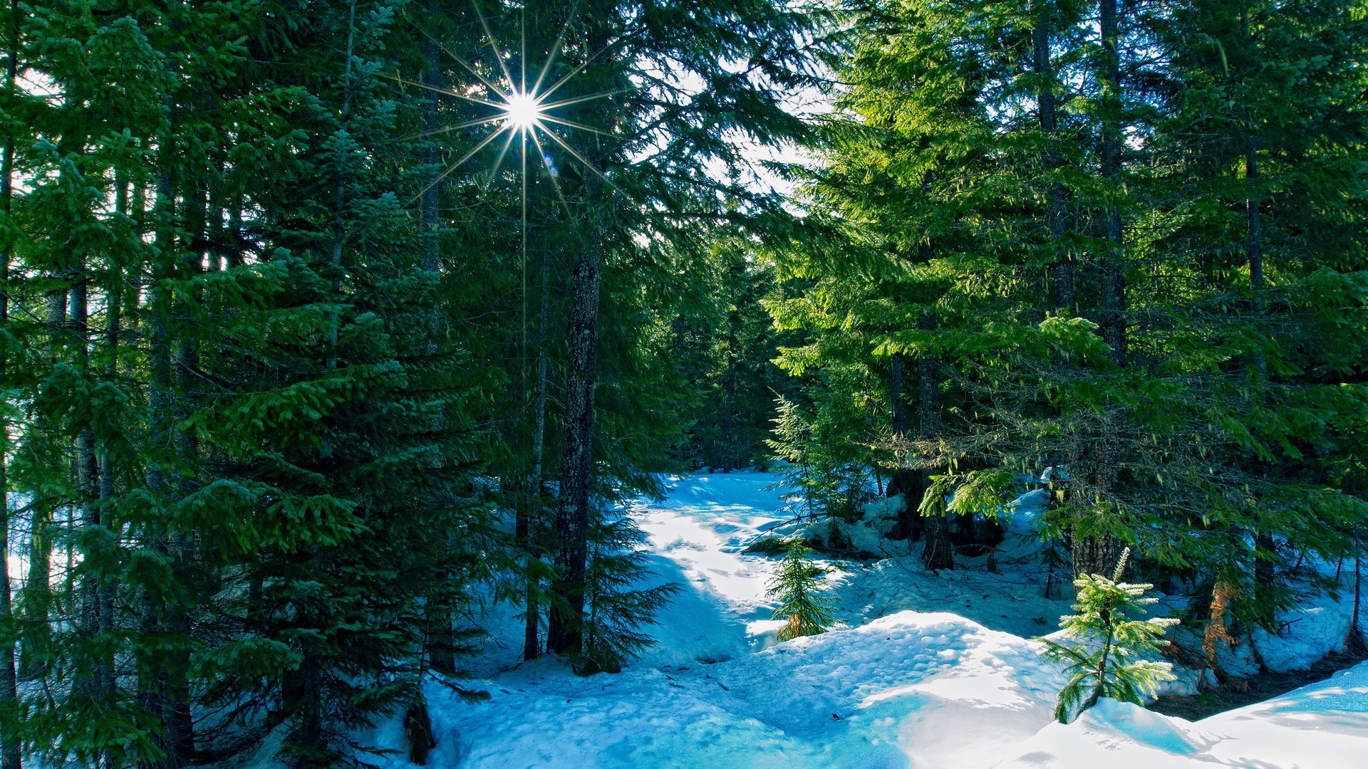 Winter Forest Wallpaper 
 Data-src - Green Forest With Snow - HD Wallpaper 