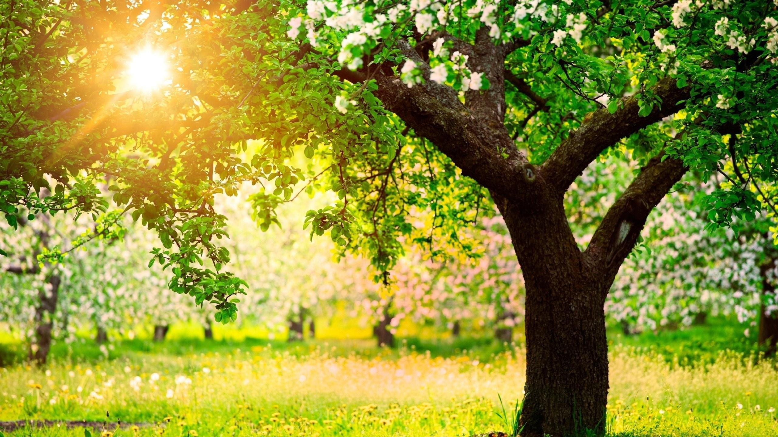 Fruits Tree Hd Wallpapers - Beautiful Orchard - HD Wallpaper 