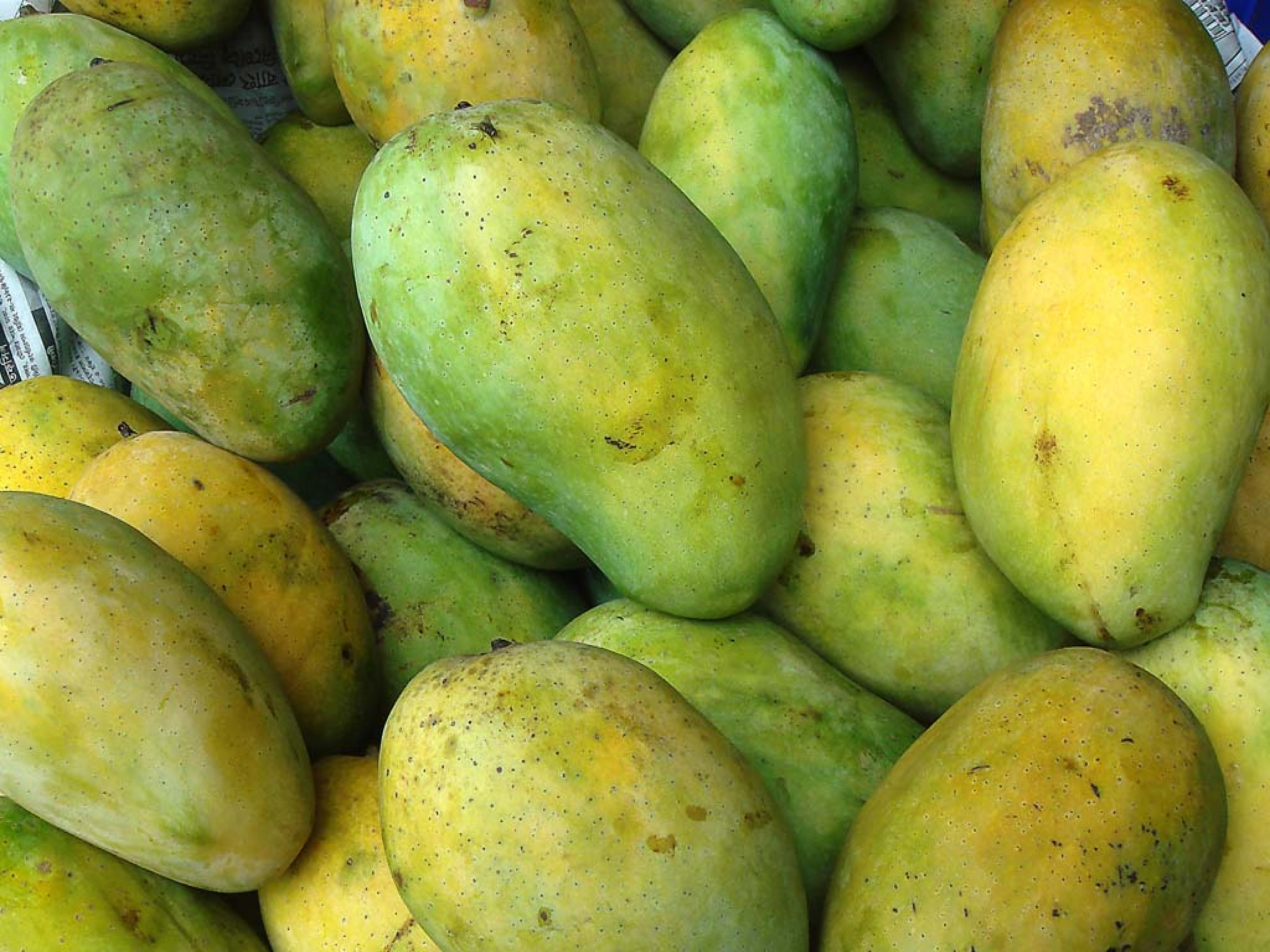 Malda Fazli Mango - HD Wallpaper 