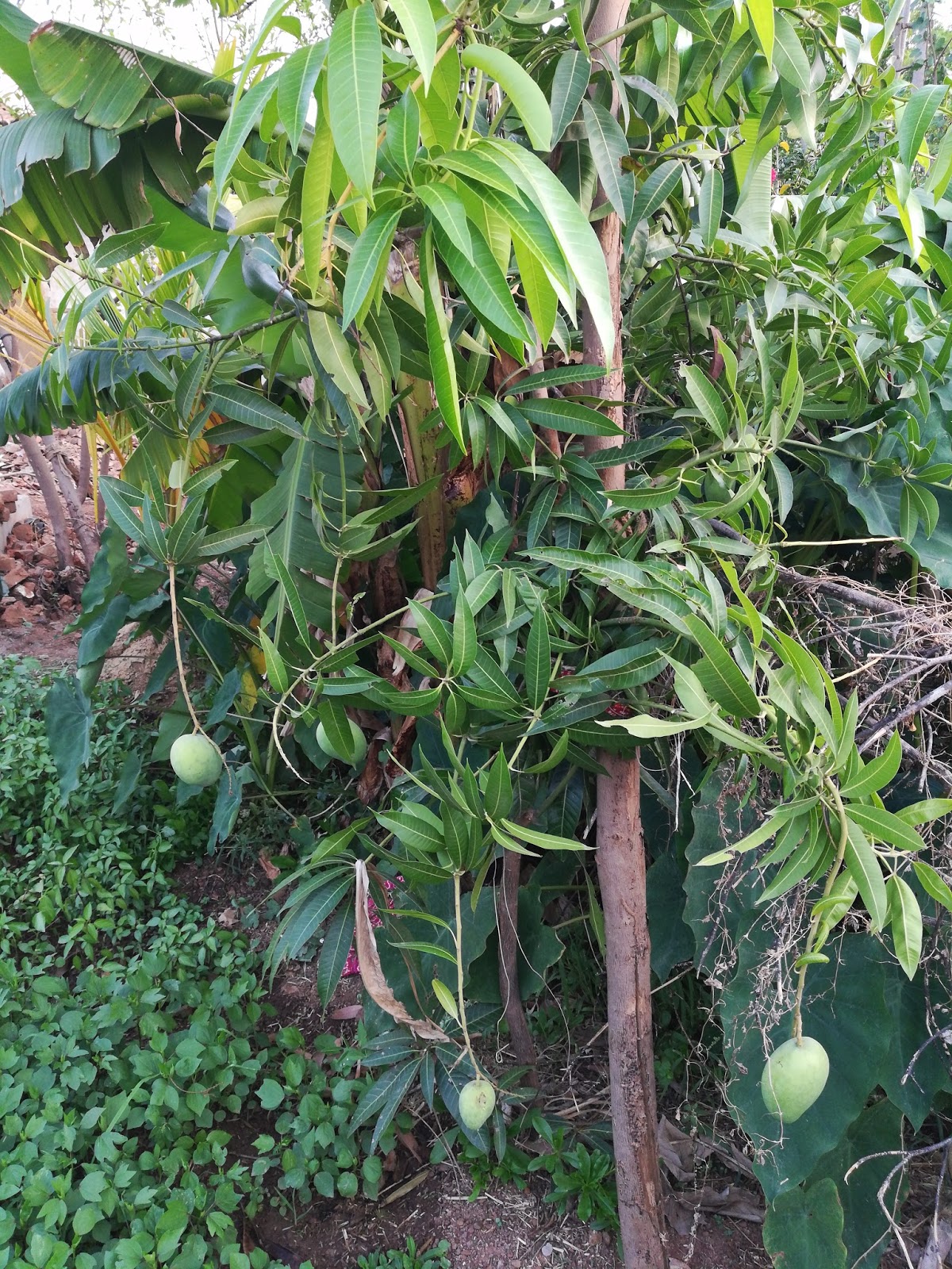 Most Beautiful Fruit Mango Tree - HD Wallpaper 