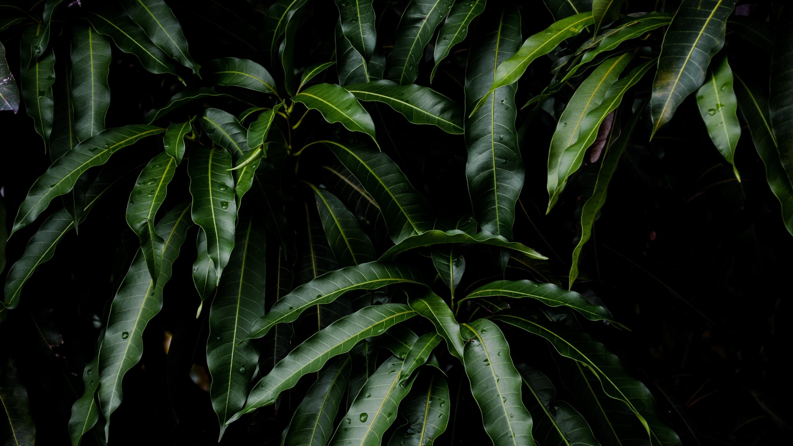 Wallpaper Leaves, Green, Plant, Mango - Обои На Рабочий Стол Растения - HD Wallpaper 