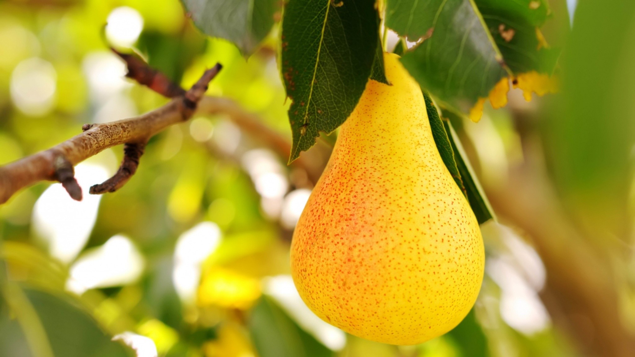 2048x1152, Pear Wallpapers - Желтая Еда - HD Wallpaper 