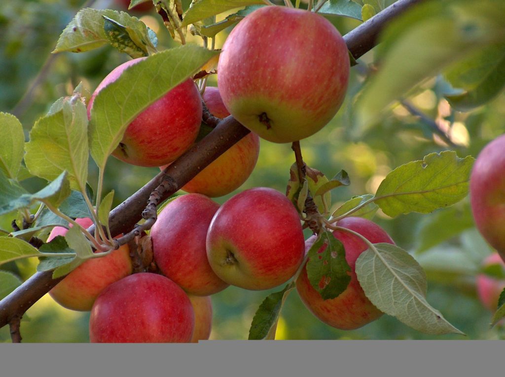 Desktop Wallpaper Red Apple Tree - Apple Tree With Apple - HD Wallpaper 