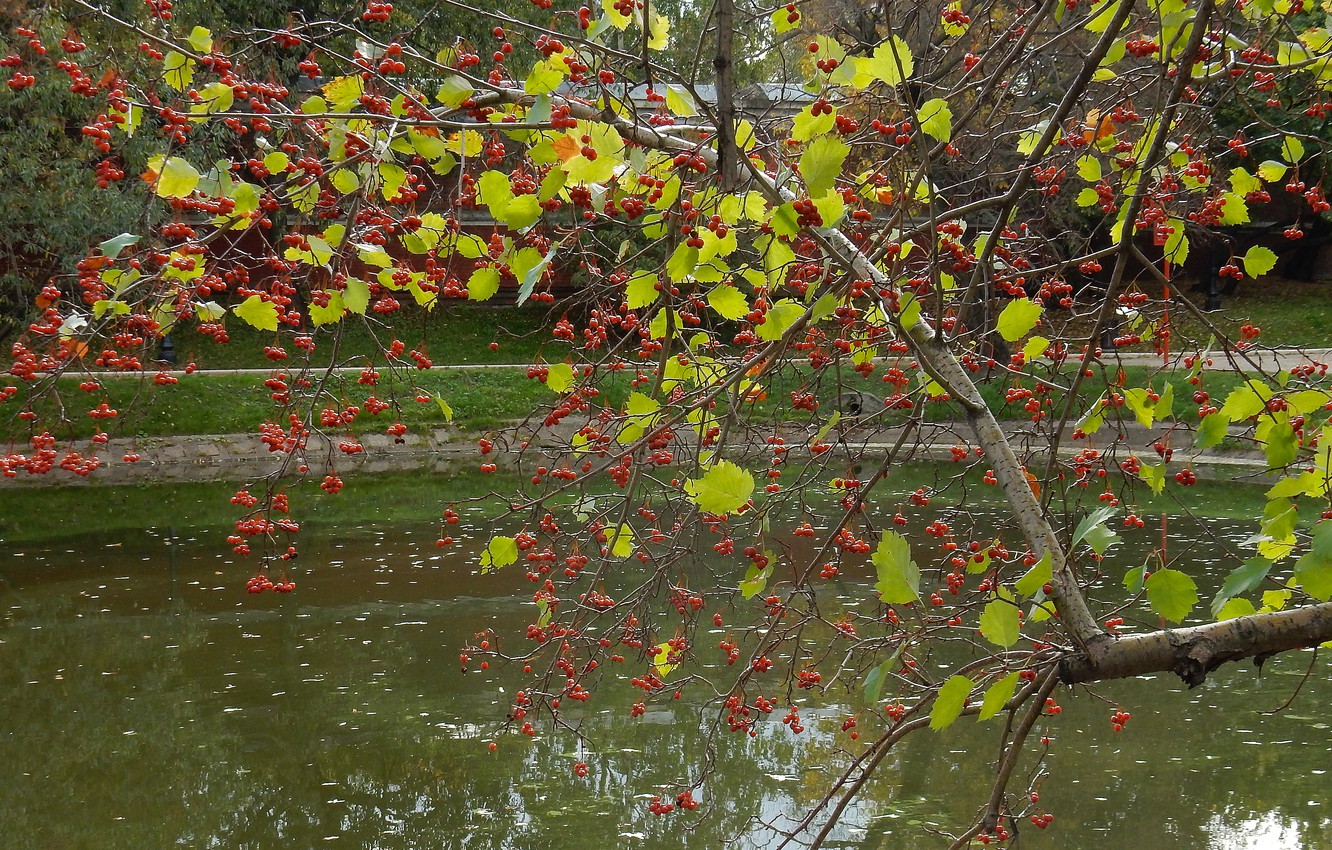 Photo Wallpaper Autumn, Trees, Nature, Tree, Widescreen, - Fruit Tree - HD Wallpaper 