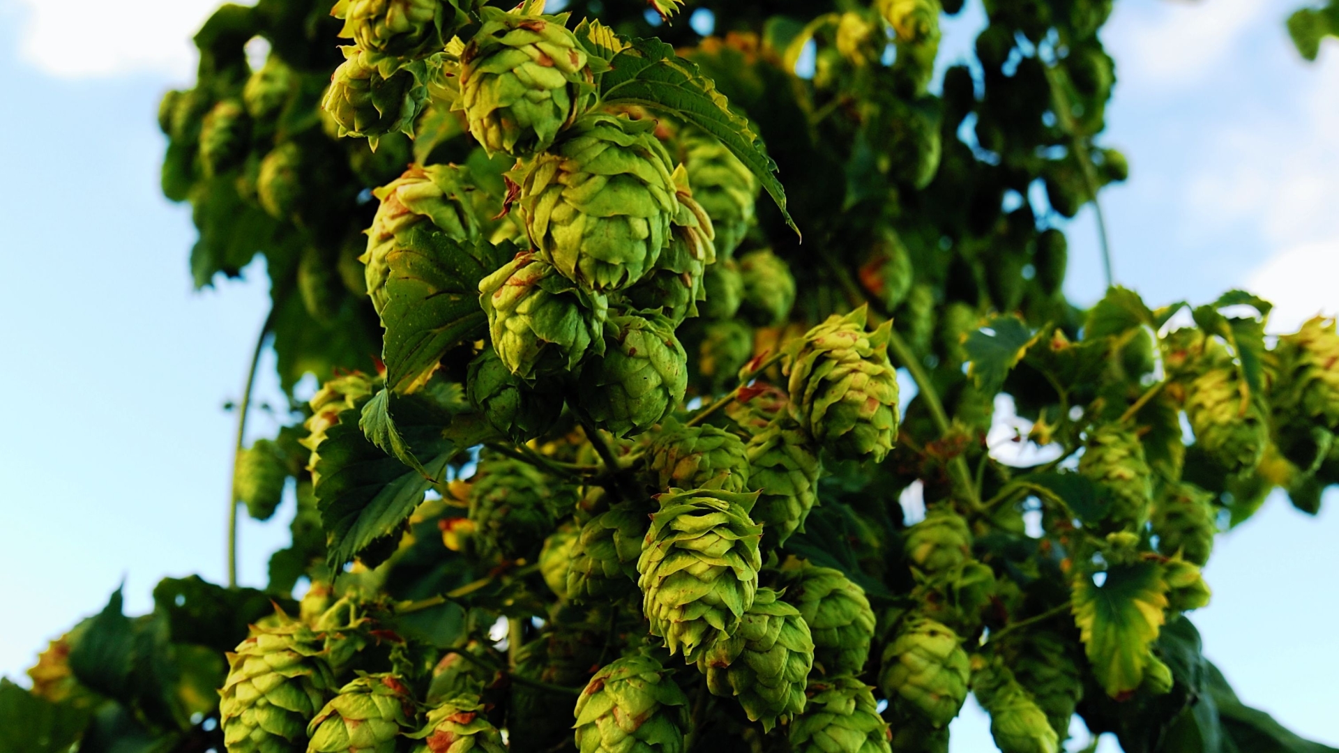 Hops Wallpaper Iphone - HD Wallpaper 