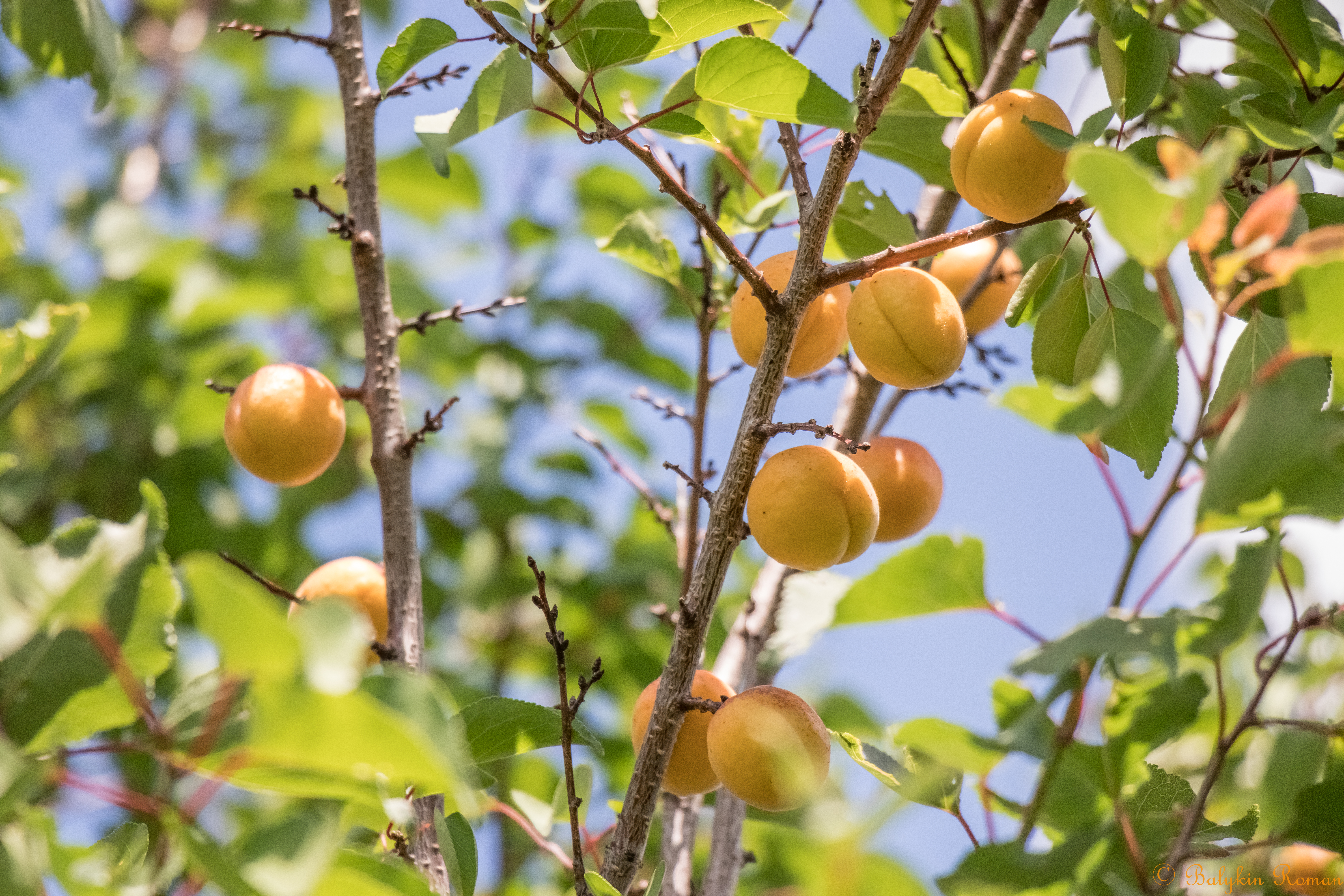 Fruits Tree Hd Wallpapers - HD Wallpaper 