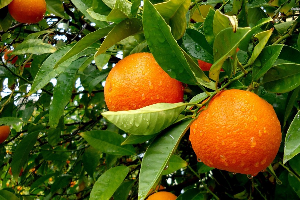 High Resolution Full Hd Wallpaper Hd Nature - HD Wallpaper 