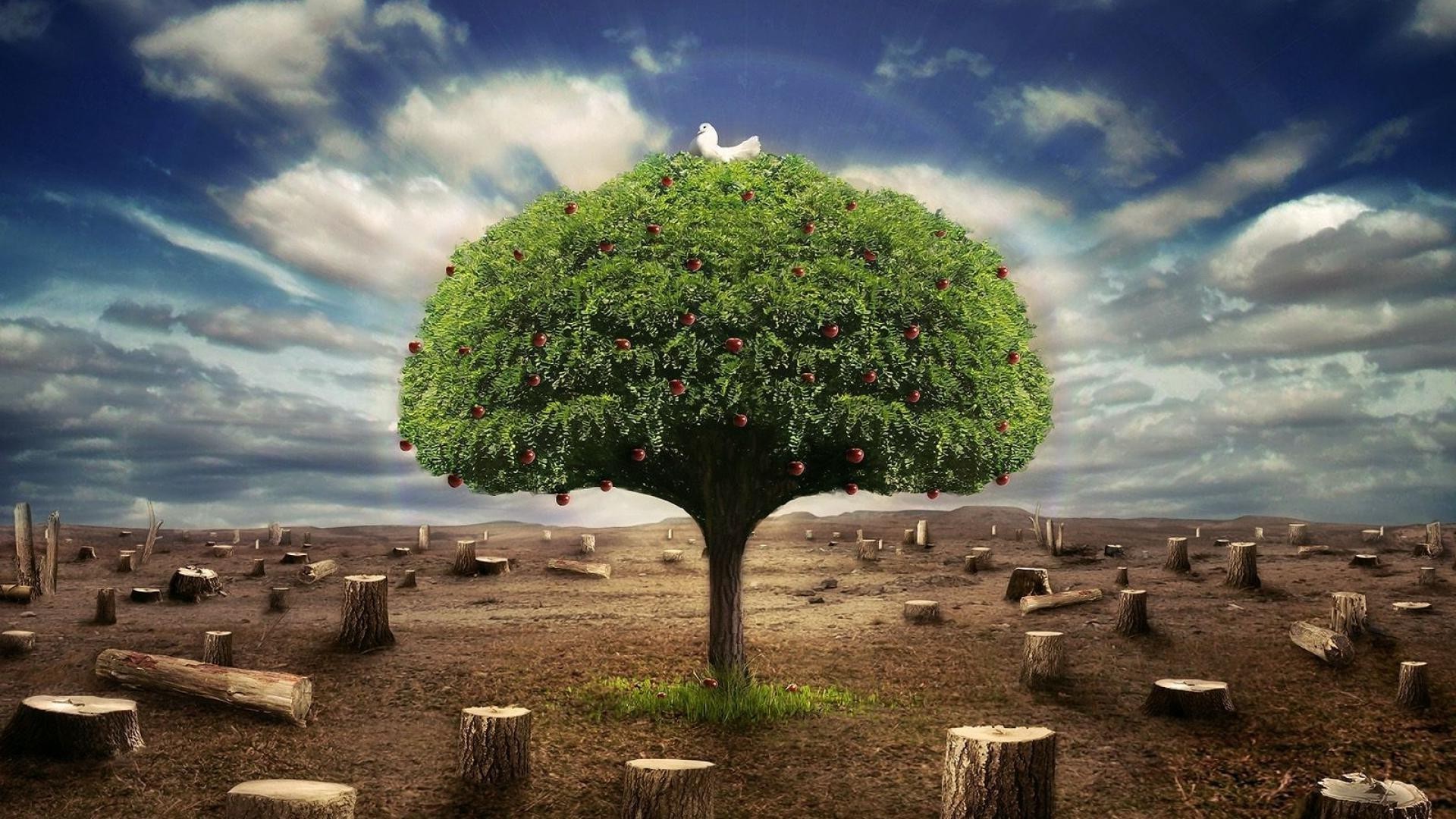 Trees Tree Landscape Sky Travel Nature - Redaktsiya Hazety "visti" - HD Wallpaper 