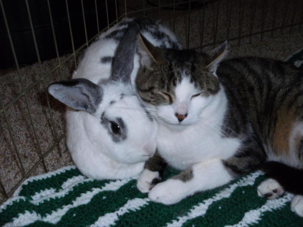 River Milkshake Wallpaper,rabbit Hd Wallpaper,awwwww - Domestic Short-haired Cat - HD Wallpaper 