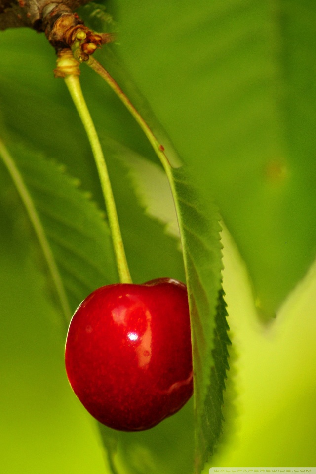 Fruit Wallpaper Fruit Mobile - 640x960 Wallpaper Fruit Wallpaper Fruit Mobile - 640x960 Wallpaper