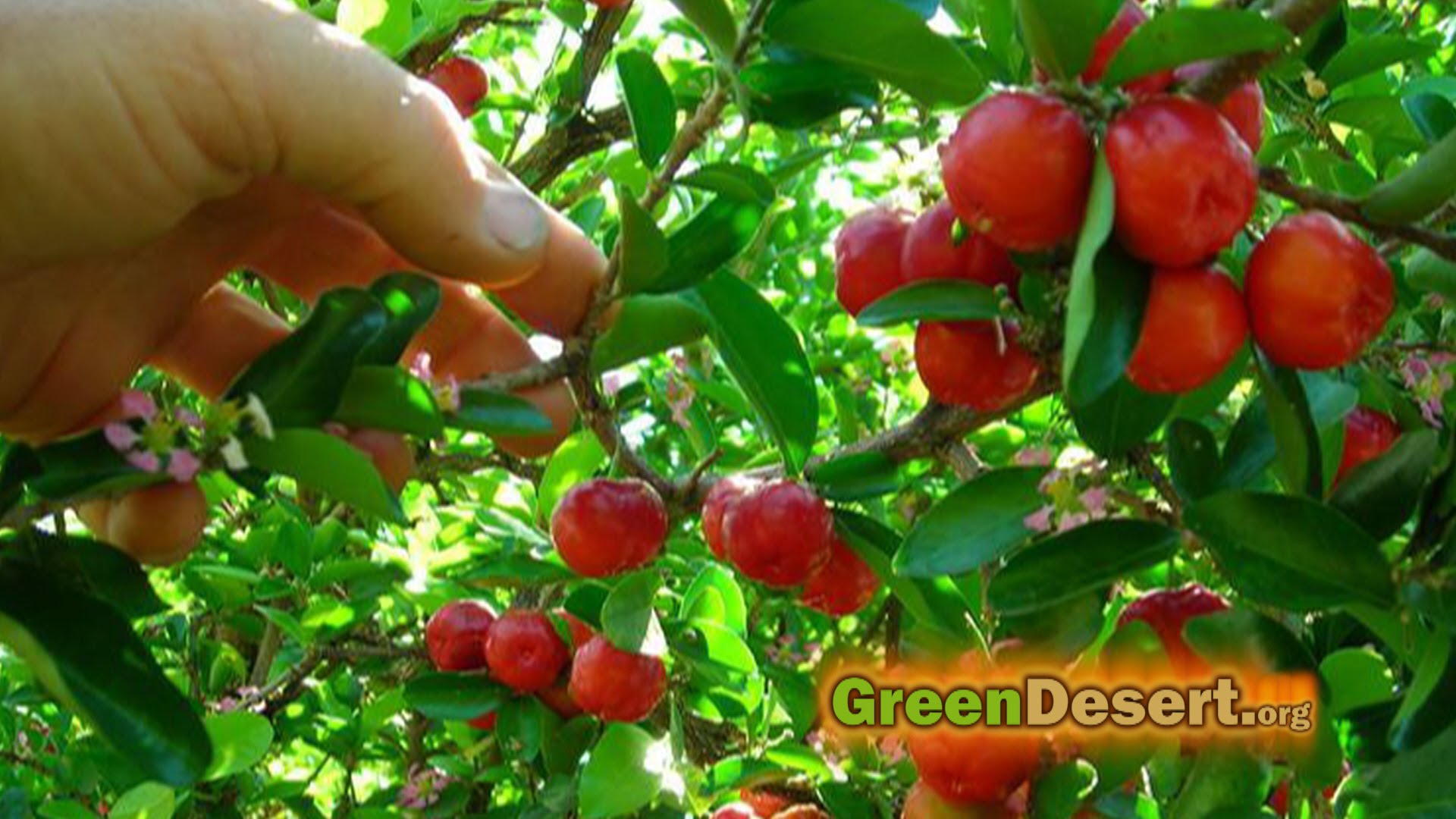 5 Fruit Trees That Will Have You Eating For The Whole - Fruit Trees - HD Wallpaper 