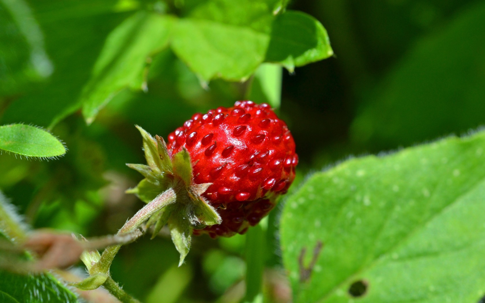 Strawberry, Leaves, Branch, Seeds, Fruit - Fruit Wallpaper Iphone 6 Strawberry - HD Wallpaper 