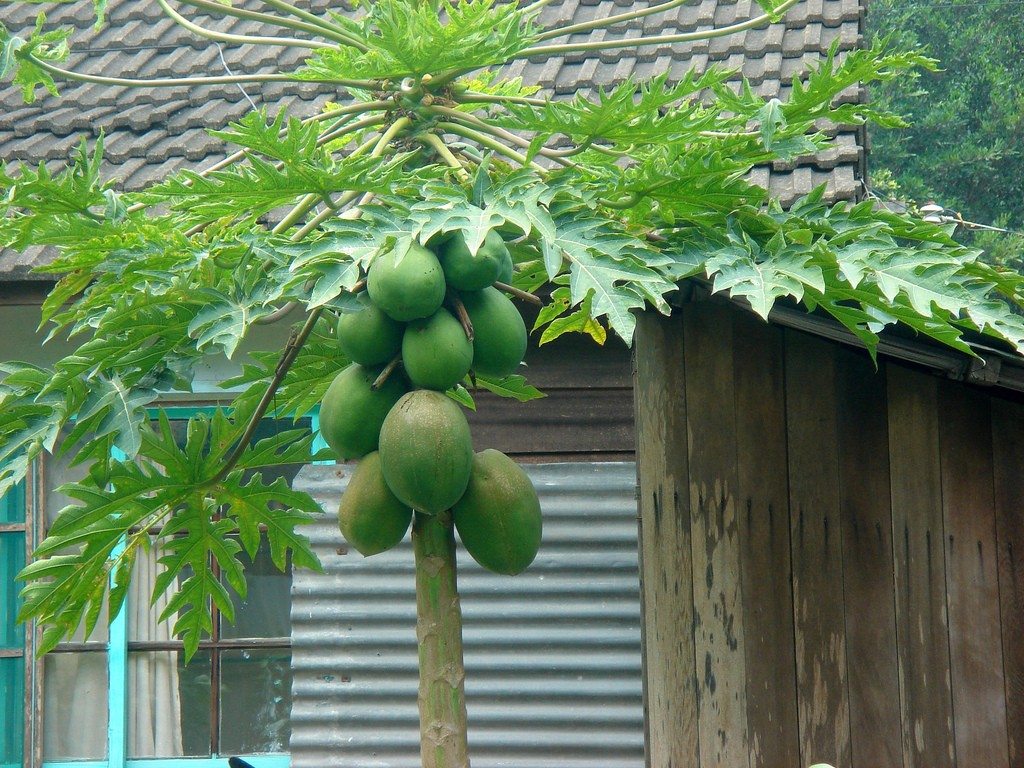 Papaya Plant - HD Wallpaper 