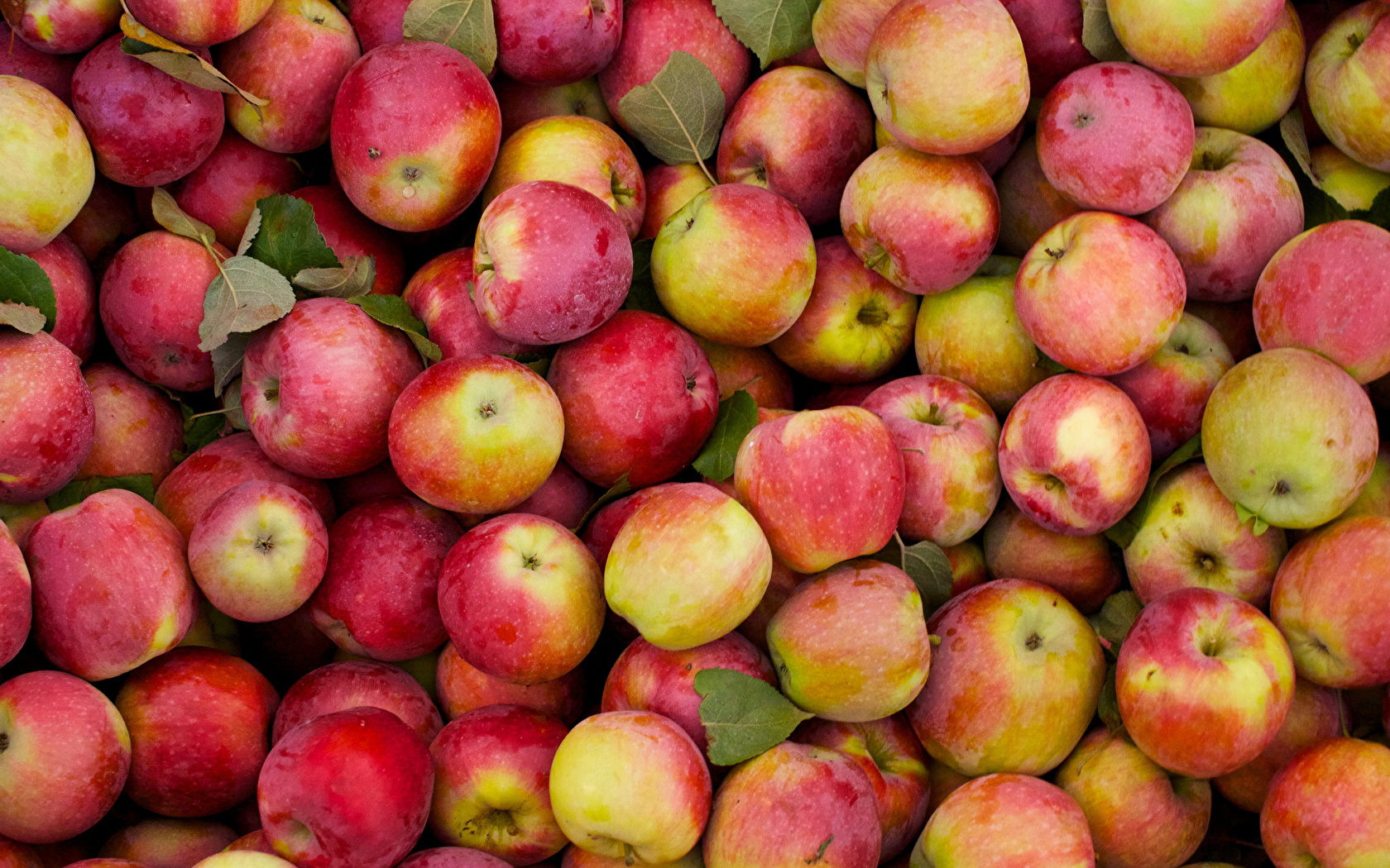 Apple - HD Wallpaper 